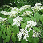 Cornus controversa - Dogwood