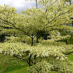 cornus controversa - Variegata - Variegated Dogwood - 3rd Image