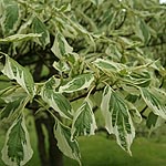 cornus controversa - Variegata - Variegated Dogwood - 2nd Image