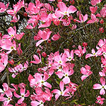 Cornus florida - Red stemmed Dogwood