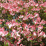 Cornus florida - rubra - Dogwood