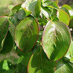 Cornus kousa - chinensis - Dogwood - 3rd Image