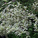 Cornus Mas - Variegata - Cornelian Cherry