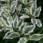 Cornus Mas - Variegata - Cornelian Cherry - 2nd Image