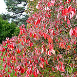 Cornus - Ormonde