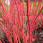 Cornus alba - Siberica - White Stemmed Dogwood - 2nd Image