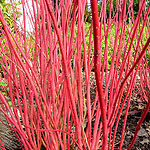 Cornus alba - Siberica - White Stemmed Dogwood - 3rd Image