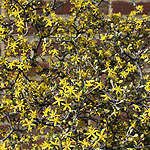 Corokia cotoneaster - Wire netting Bush, Corokia