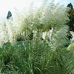 Cortaderia selloana - Monstrosa - Pampass Grass, Cortaderia