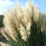 Cortaderia selloana - Pumila - Pampass Grass, Cortaderia