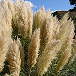 Cortaderia selloana - Pampass Grass, Cortaderia