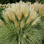 Cortaderia selloana - Splendid Star - Pampass Grass, Cortaderia