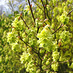 Corylopsis glabrescens - Corylopsis