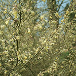 Corylopsis pauciflora - Winter Hazel, Corylopsis