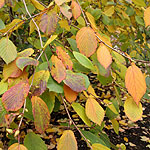 Corylopsis sinensis - Spring Purple - Corylopsis - 2nd Image