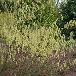 Corylopsis spicata - Corylopsis, Winter Hazel - 2nd Image