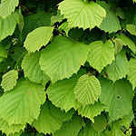 Corylus avellana - Hazel / Cobnut