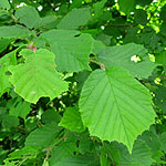 Corylus avellana - Hazel / Cobnut - 3rd Image