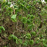 Corylus avellana - Contorta - Corkscrew Hazel