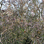 Corylus avellana - Contorta - Corkscrew Hazel - 2nd Image