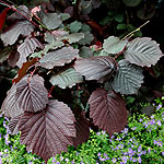 Corylus avellana - Purpurea - Purple leaved Hazel - 2nd Image