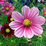 Cosmos bipinnatus - Antiquity - Cosmos