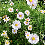 Cosmos bipinnatus - Daydream - Cosmos