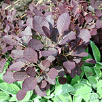 Cotinus coggygria - Smoke tree, Venetian sumach - 3rd Image