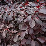 Cotinus coggygria - Follis Purpureis - Smoke Bush