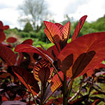 Cotinus coggygria - Royal Purple - Smoke tree - 2nd Image