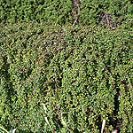 Cotoneaster congestus - Nanus - Dwarf Cotoneaster