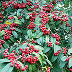 Cotoneaster frigidus - Vicaryi