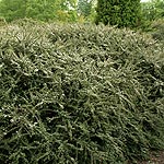 Cotoneaster glacialis - Creeping Cotoneaster