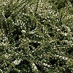 Cotoneaster glacialis - Creeping Cotoneaster - 2nd Image