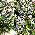 Cotoneaster horizontalis - Cotoneaster