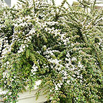 Cotoneaster horizontalis - Cotoneaster - 2nd Image