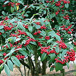 Cotoneaster lacteus