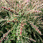 Cotoneaster linearifolius - Cotoneaster - 2nd Image