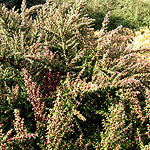 Cotoneaster linearifolius - Cotoneaster