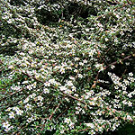 Cotoneaster microphylla - Cotoneaster