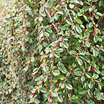Cotoneaster radicans - 2nd Image