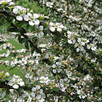 Cotoneaster conspicuus - Red Glory