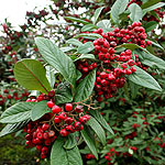 Cotoneaster - Saint Monica - Cotoneaster