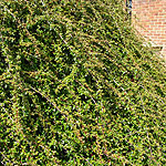 Cotoneaster - Skogholm - Cotoneaster