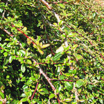 Cotoneaster - Skogholm - Cotoneaster - 2nd Image