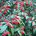 Cotoneaster frigidus - Vicaryi - 2nd Image