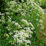 Anthriscus sylvestris - Cow Parsley