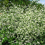 Crambe cordifolia - Crambe, Sea Kale