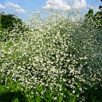 Crambe cordifolia - Crambe, Sea Kale - 3rd Image