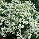 Crambe maritima - Crambe, Sea Kale